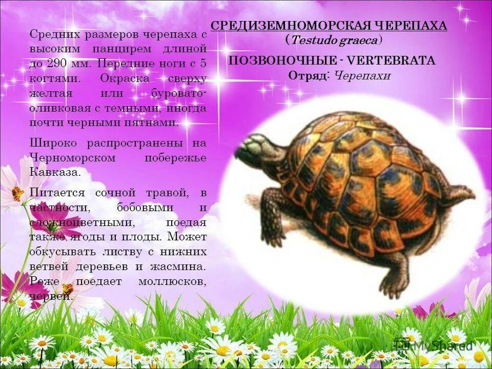 Жанр произведения черепаха. Черепахи. средиземноморская черепаха. красная книга черепашка. описание черепахи.
