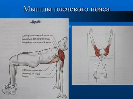 Развитие мышц плечевого пояса рук