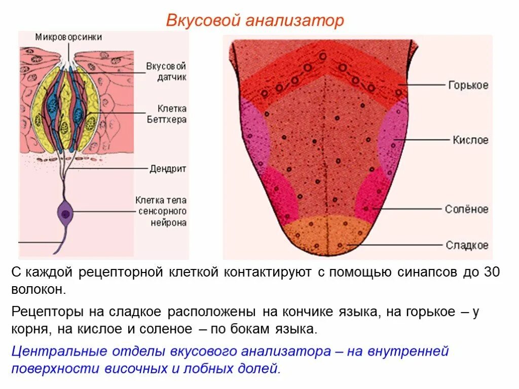 Кончик языка лучше различает. Строение вкусового анализатора схема. Схема вкусового анализатора анатомия. Вкусовые рецепторы на языке человека схема. Вкусовой анализатор строение.