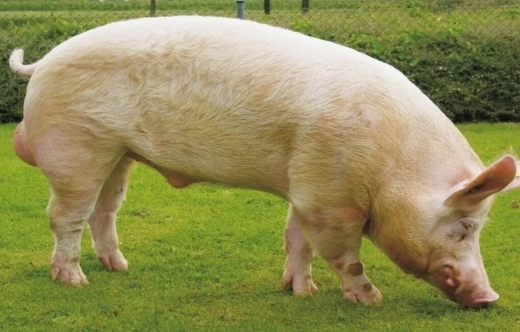 Крупная белая порода свиней хряк. Украинская Степная белая порода. Украинская Степная белая свинья. Украинская Степная порода свиней. Степная свинья