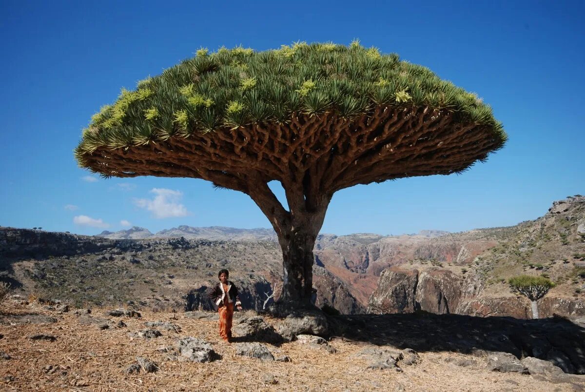 Драконово дерево где. Драконовые деревья на острове Сокотра. Остров Сокотра Йемен. Сокотра Йемен драконовое дерево. Драцены киноварно-красные, остров Сокотра, Йемен.