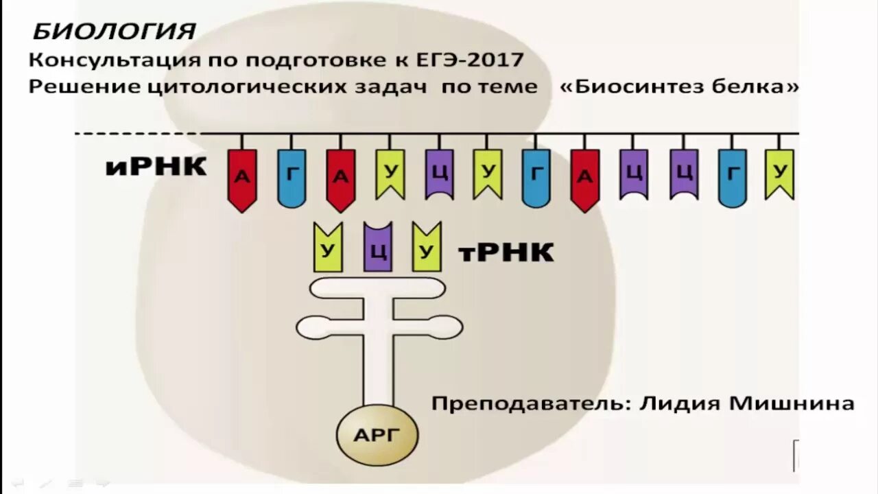 Задачи на белок биология. Задачи по цитологии Биосинтез белка. Синтез белка ЕГЭ биология. Биосинтез белка ЕГЭ биология. Задачи по синтезу белка.