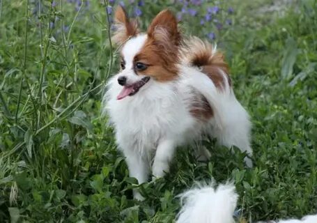 Papillon владикавказ