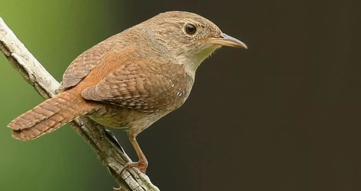 Brown bird. Каролинский крапивник. wren. орнитология. wren bird.