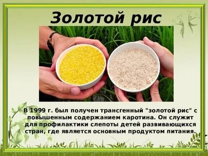 Цель риса