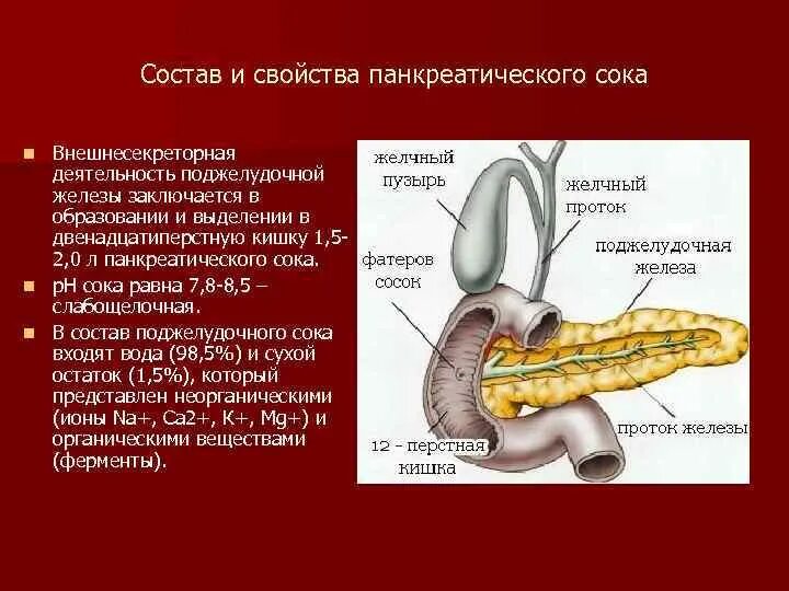 Верными характеристиками панкреатического сока являются. Секреторная деятельность поджелудочной железы физиология. Внешнесекреторная функция поджелудочной железы. Поджелудочная железа анатомия. Внешнесекреторная функция поджелудочной железы физиология.