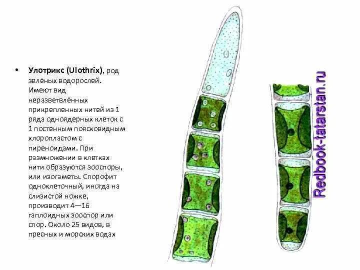 Хроматофоры водорослей улотрикс. Улотрикс хлоропласт. Улотрикс латынь. Улотрикс таллом. Спорофитом улотрикса является