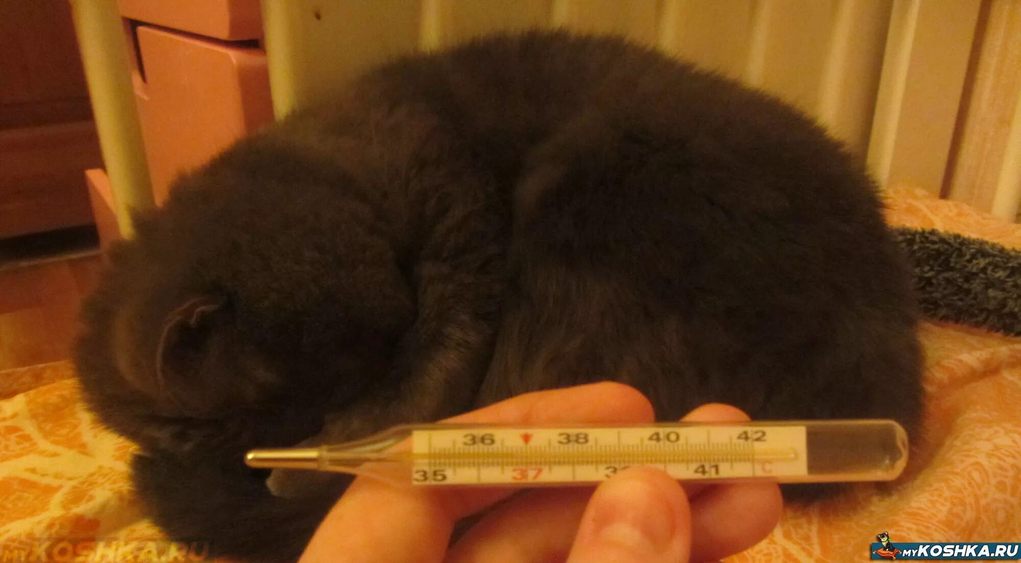 Температура воды для кошек. Термометр для котов. Ректальный термометр для кошек. Кот с градусником. Котенок с градусником.