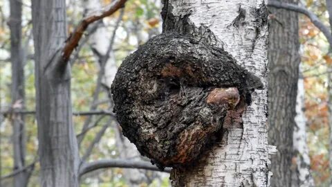 Березовая чага трутовик