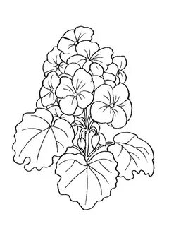 Бегония рисунок