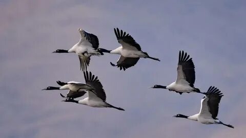 Мас жұптар арасындағы жыныстық қатынас