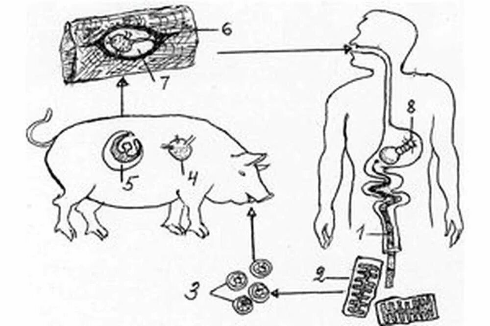 Бычий цепень замкнутая кровеносная система. Жизненный цикл свиного цепня. Цикл развития бычьего и свиного цепней. Жизненный цикл свиного цепня схема. Цикл развития бычьего и свиного цепня.