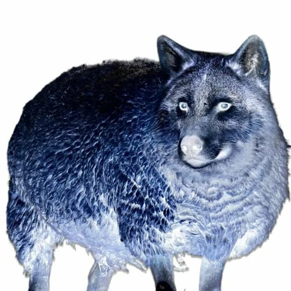 Wolves wolves album