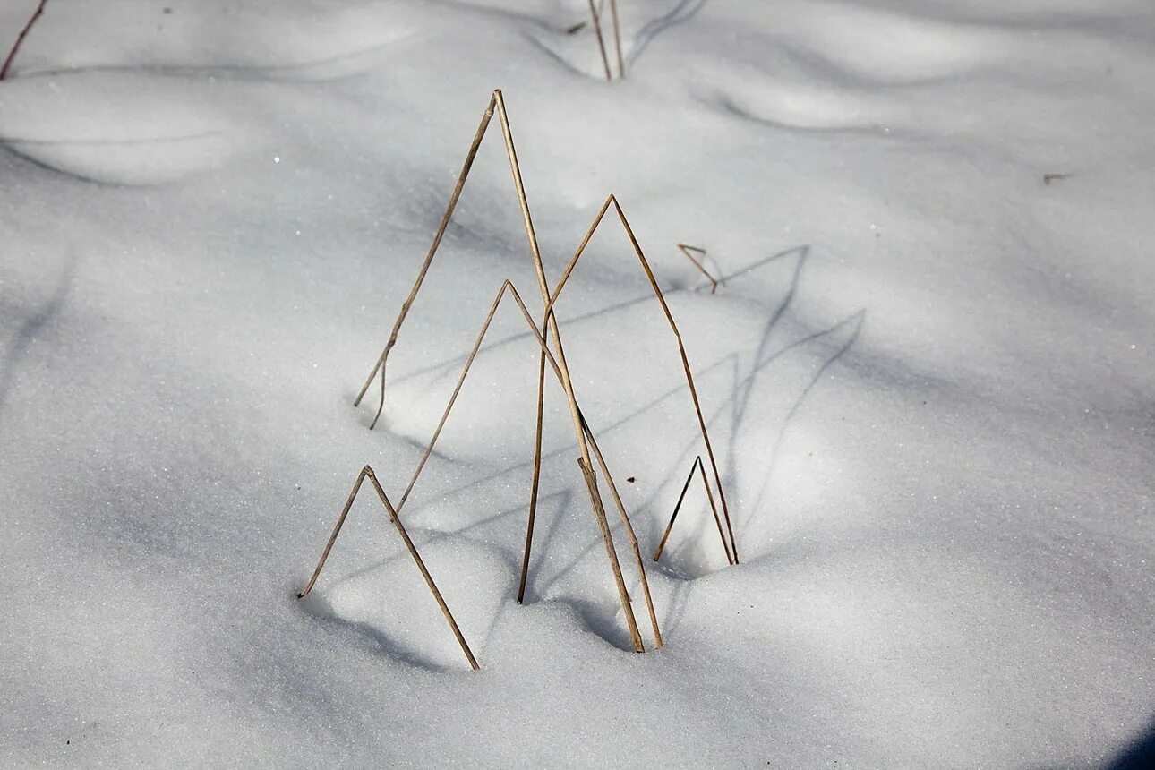 Упала игла. Способы вычисления числа пи методом иглы. Упавшие иголки ели. Песня игла. Падают иголки с ёлки на палас и впиваясь в пятки радовают нас.