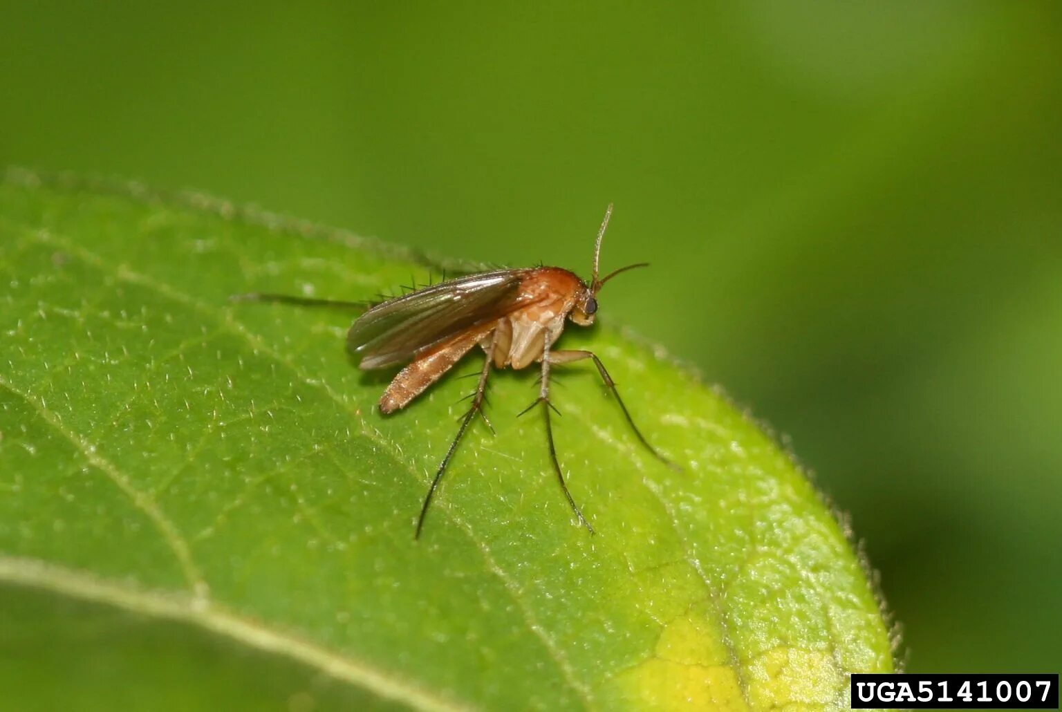 Цветочные мушки сциариды. Сциарида грибной комарик. Грибные комарики мошки в цветах. Сциариды мошки. Мушки сциариды грибной комарик.