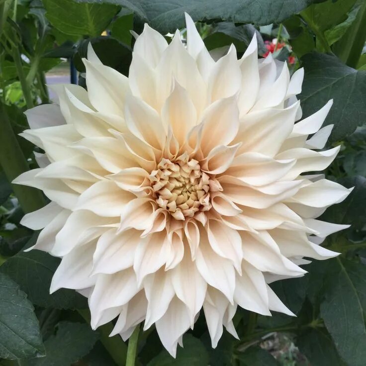 Dahlia Café au Lait Decoratief Dinnerplate ilovedahlia.nl - Bolbloemen, Roze blo