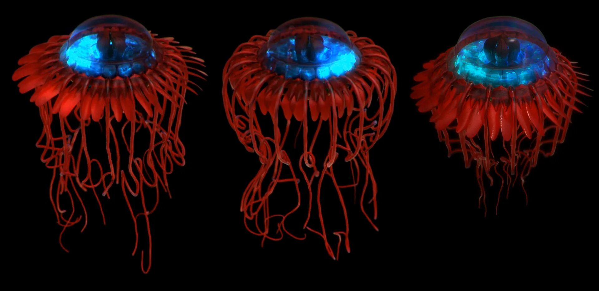 Медуза атолла (atolla vanhoeffeni). Медуза halitrephes maasi. Медуза атолла (atolla jellyfish). Atolla wyvillei. Медуза атолла.