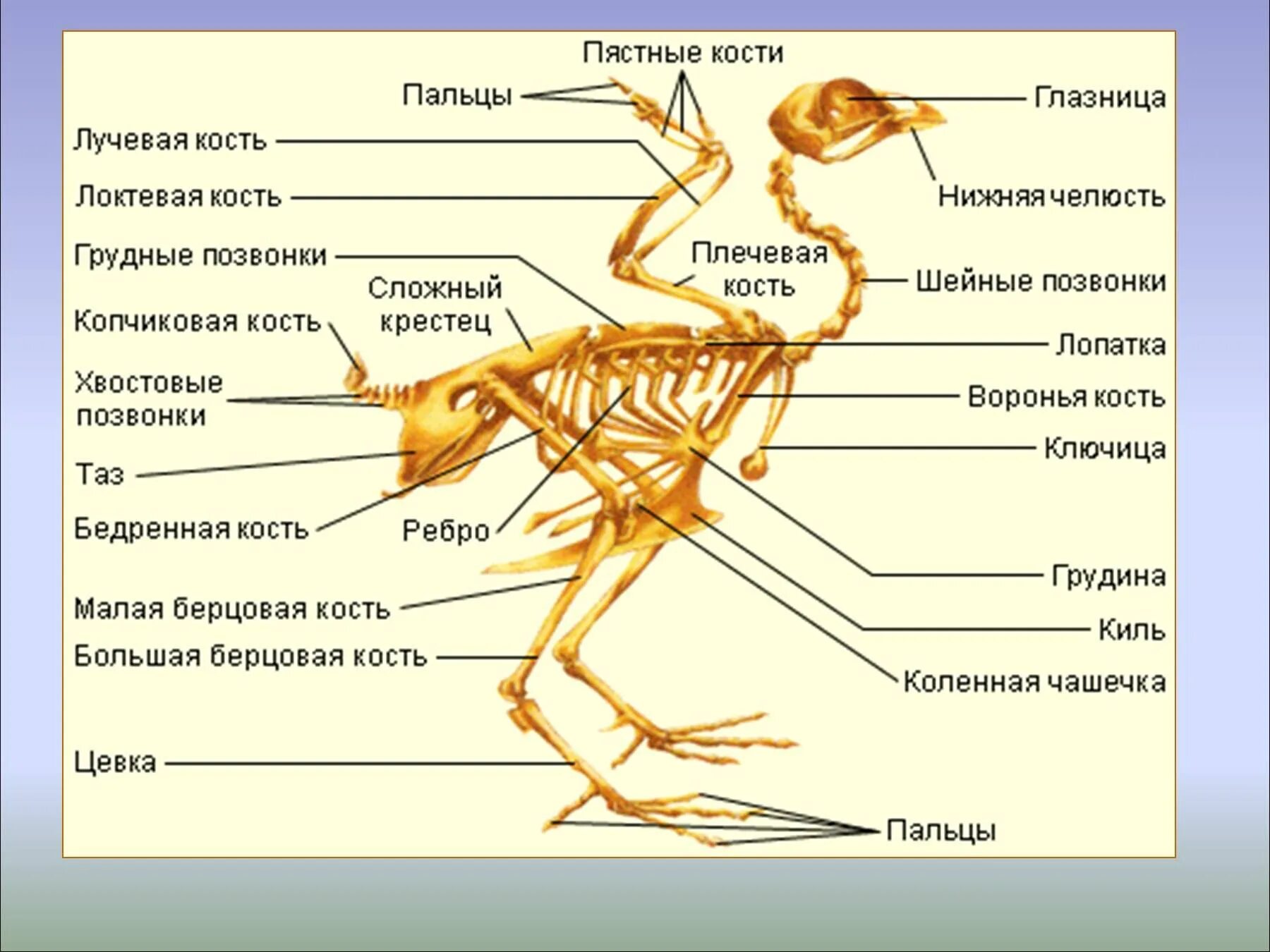 Опорно двигательная система птиц. Опорно двигательная система птиц скелет. Опорно двигательная система птиц 7 класс биология. Опорно двигательная система птиц отделы скелетов. Большие глазницы у птиц