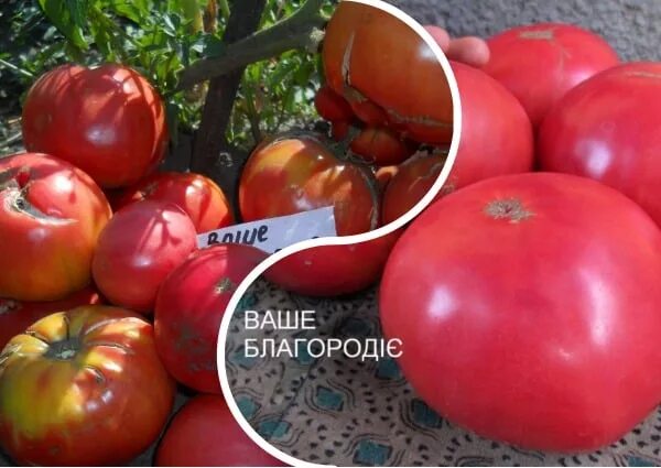 Томаты ваше благородие описание сорта. Томат ваше благородие. помидор ваше благородие фото. томат ваше благородие отзывы фото. чери ваше благородие томат.