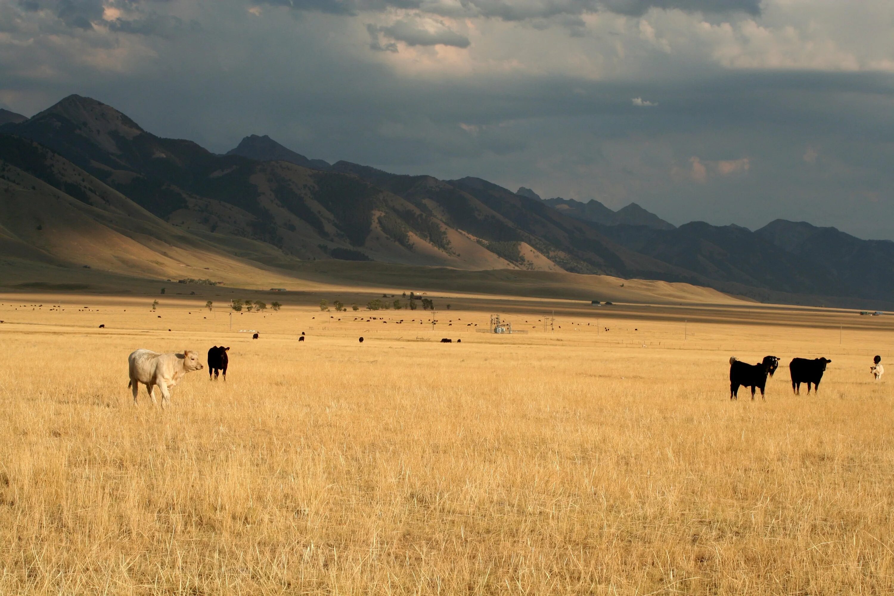 Климат степей северной америки. Великие равнины Северной Америки. The great Plains США. Great Northern Plains. Климат великих равнин Северной Америки.