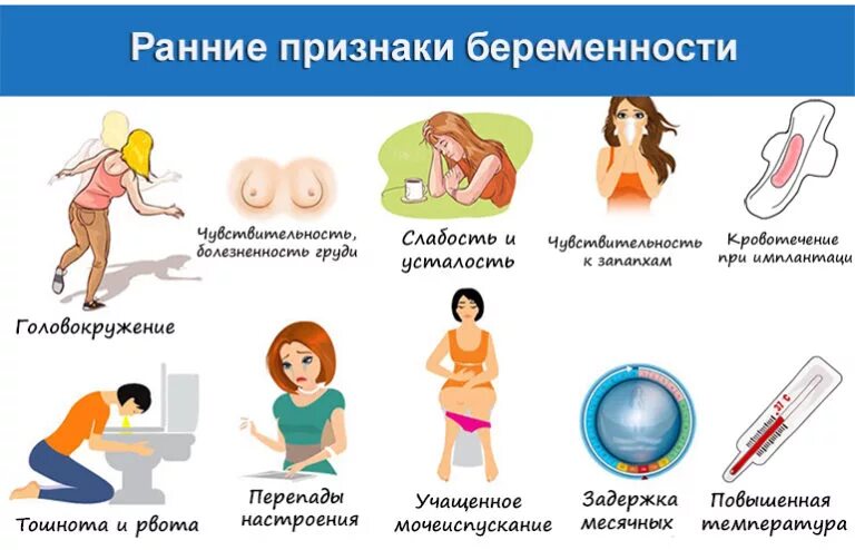 Молочные железы беременной