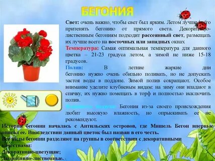 Бегония рассказ