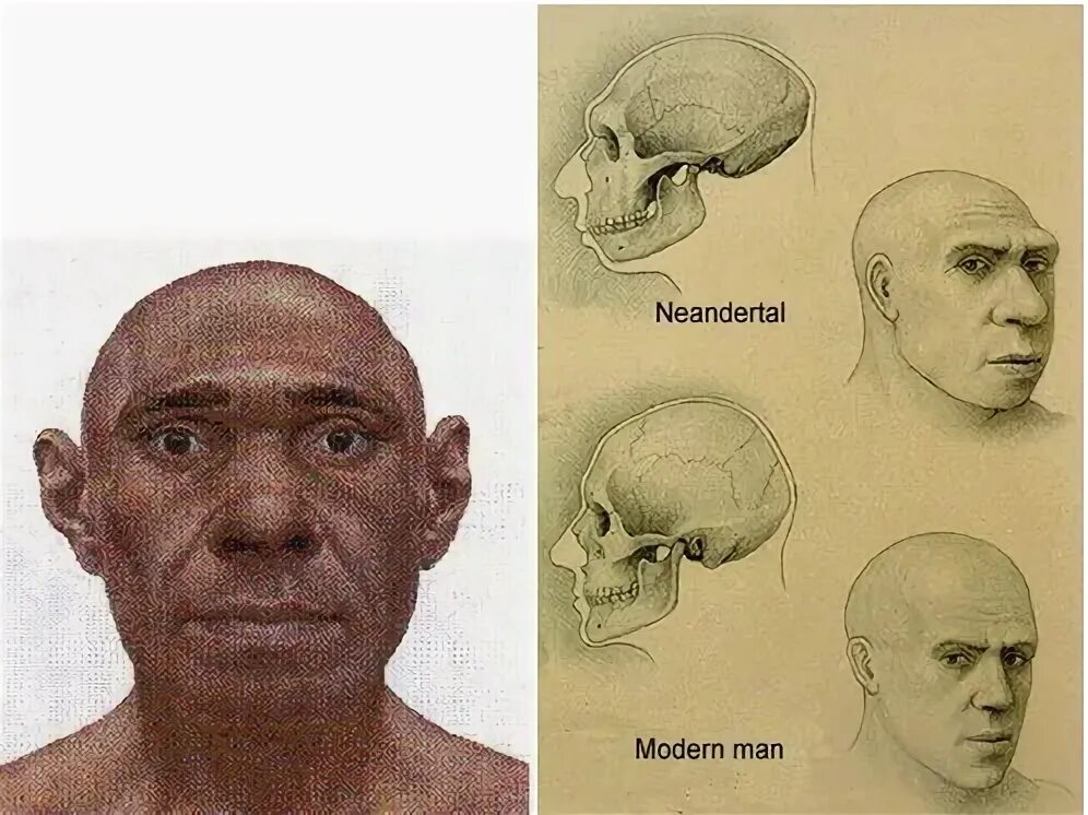 Форма черепа неандертальца.
