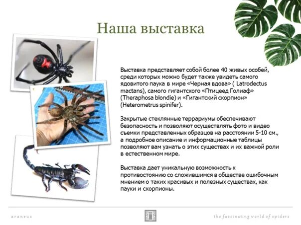 Выставка пауков пермь 2025. Выставка пауков челябинск. выставка пауков ижевск. выставка пауков спб. выставка пауков воронеж.