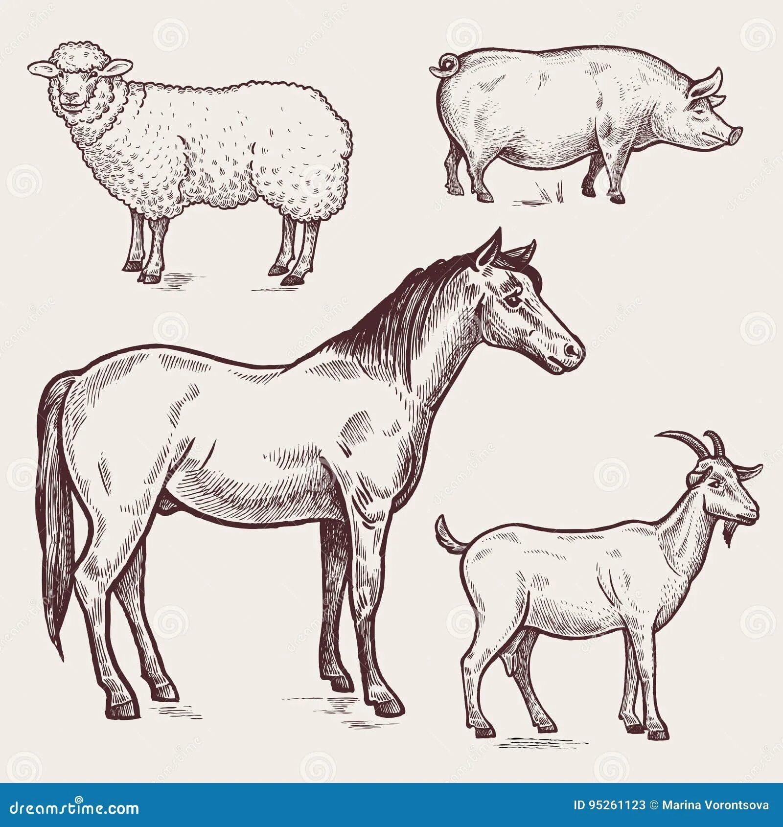Корова овца лошадь. Домашние животные Графика. Корова и лошадь. Рисунки сельскохозяйственных животных. Корова коза овца свинья