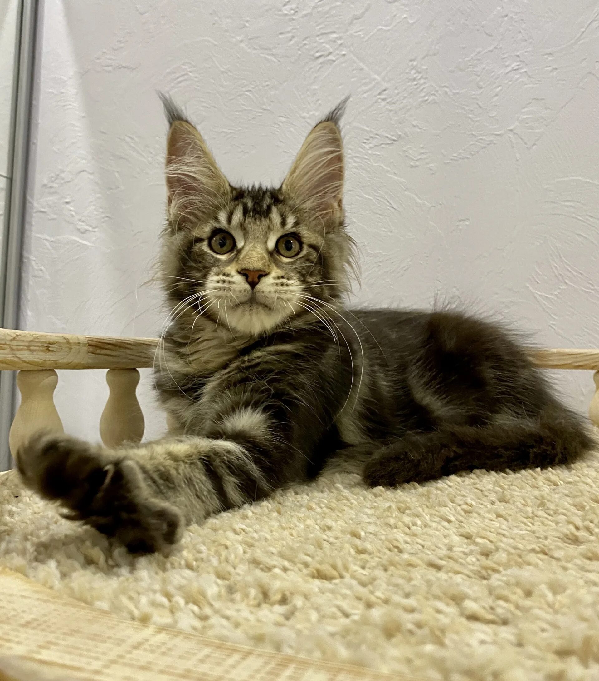 Мейн-кун. Мейн-кун. Кошка мейн кун. Мейн-кун. Кошка мейн кун.