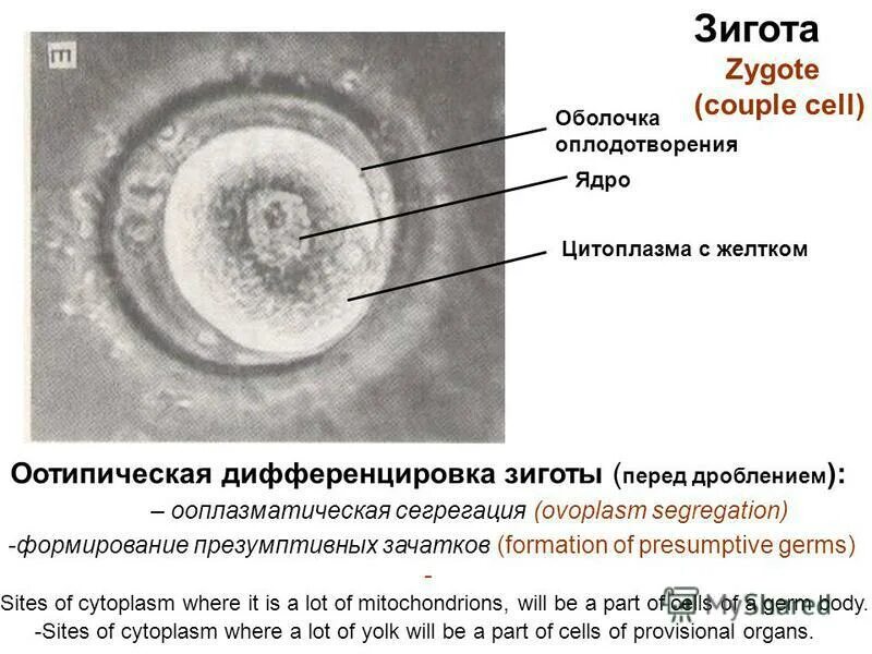 Стадии развития эмбриона бластула. Оплодотворение яйцеклетки и зигота. Гаструла. Зигота это слияние. Образование оболочки оплодотворения.