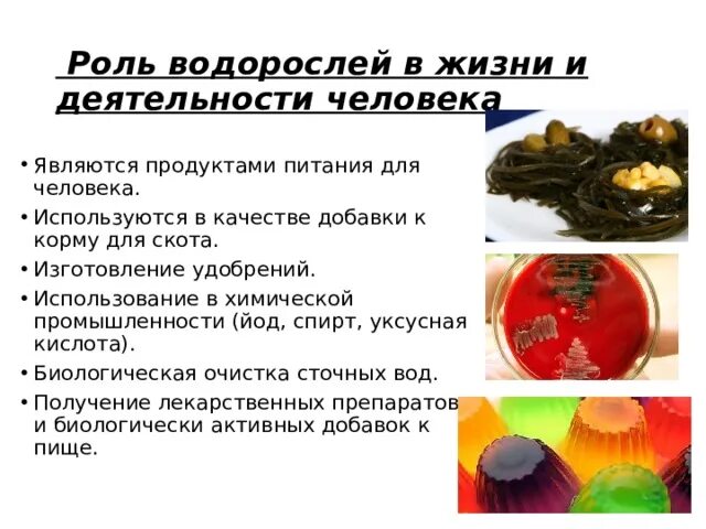 Каково значение ламинарии в жизни человека. Роль водорослей. Роль водорослей для человека. Использование водорослей в промышленности. Роль водорослей в природе.