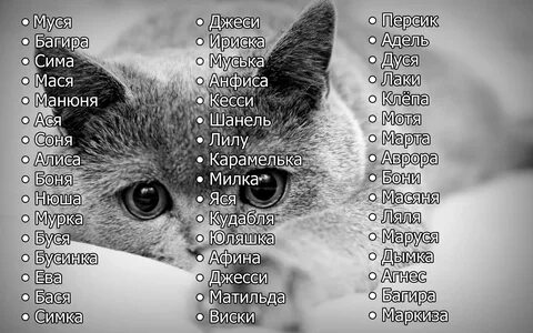 имена для кошек: 3 тыс изображений найдено в Яндекс Картинках