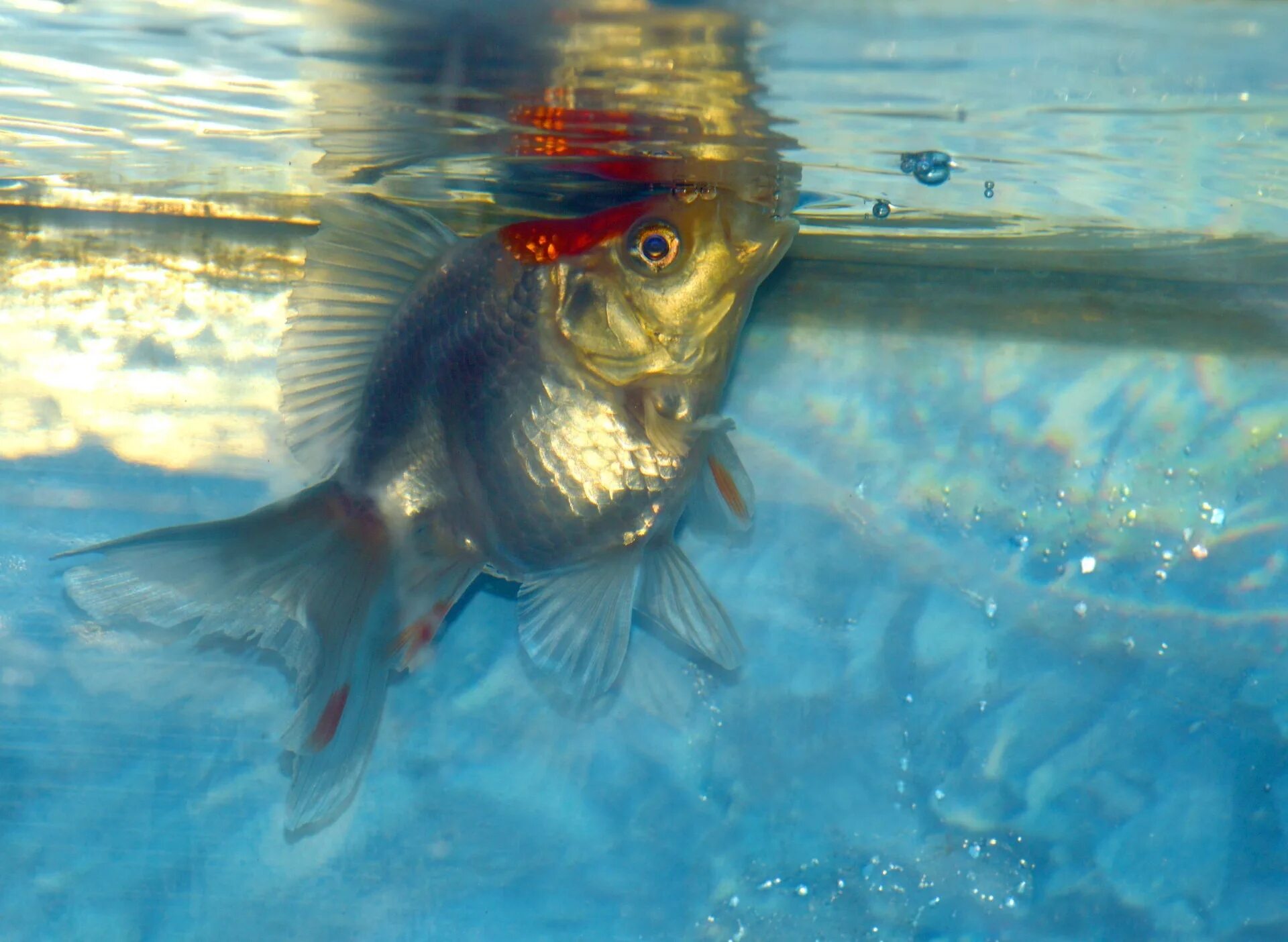 Золотая рыбка рюкин. Рюкин рыбка малек. Рыбка Серебрянка. Серая Золотая рыбка. Прочитайте рыбе вода