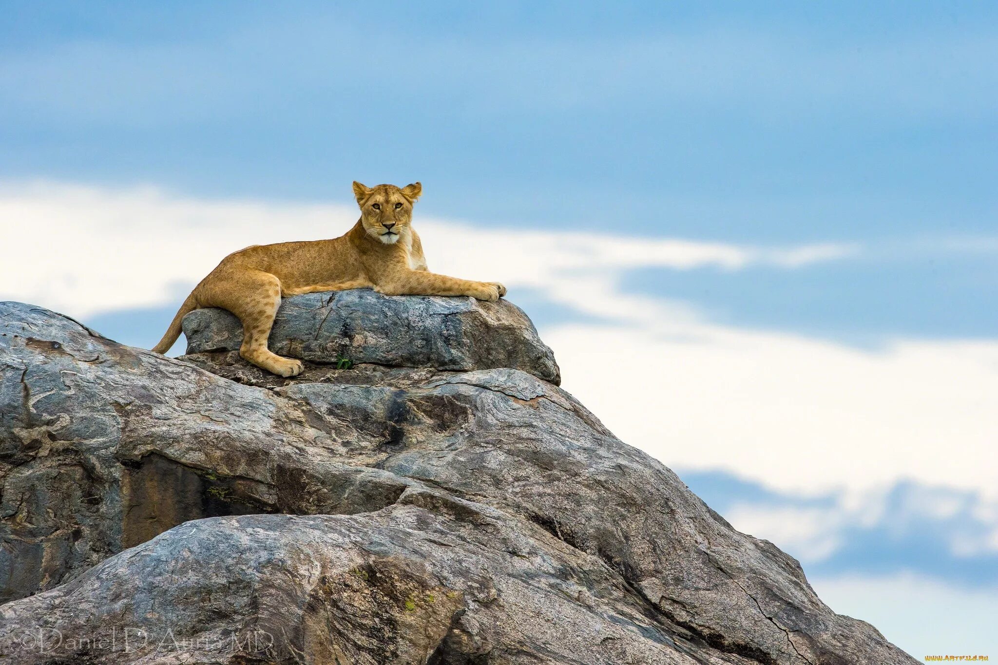 Львица на горе. Лев на склоне. Симба король лев 2019 кадры. Львиный прайд. Король лев 2019 симба.