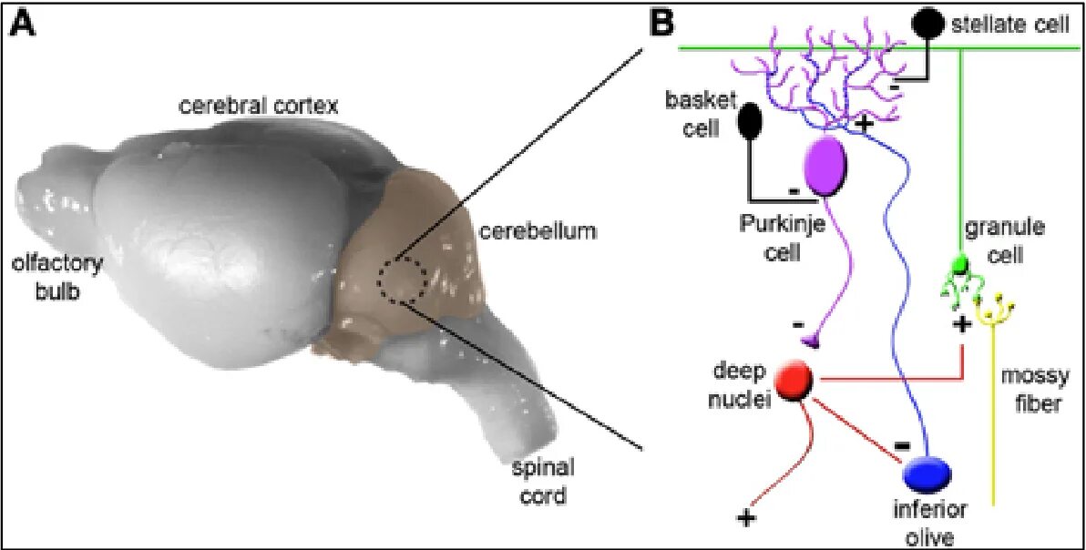 Mice cells. Mouse Brain. Cytoarchitectonics of the cerebellum. Mouse Brain Atlas. Deep Nuclei.