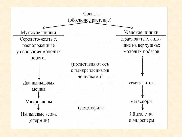 Размножение голосеменных 7 класс биология таблица 1 к голосеменным относятся: найдено 87 изображений