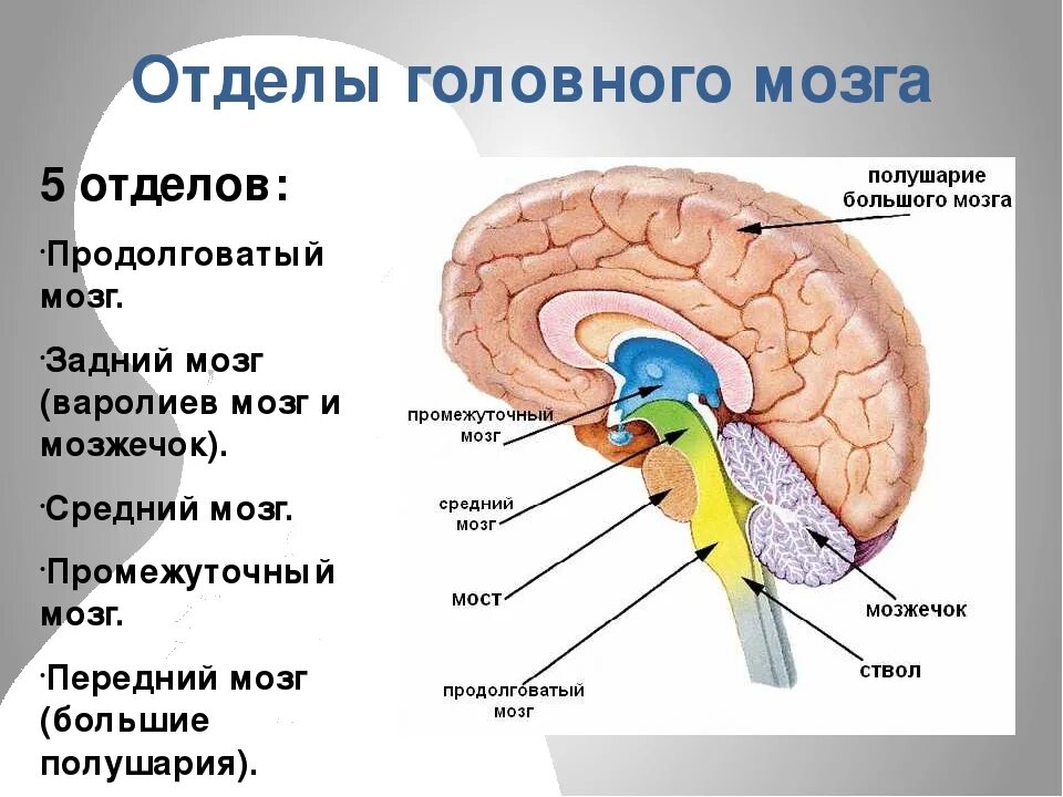 Отделы мозга продолговатый промежуточный. Головной мозг строение мозжечок мост. Передний, продолговатый, средний и промежуточный отделы мозга. Функции 5 отделов головного мозга человека.