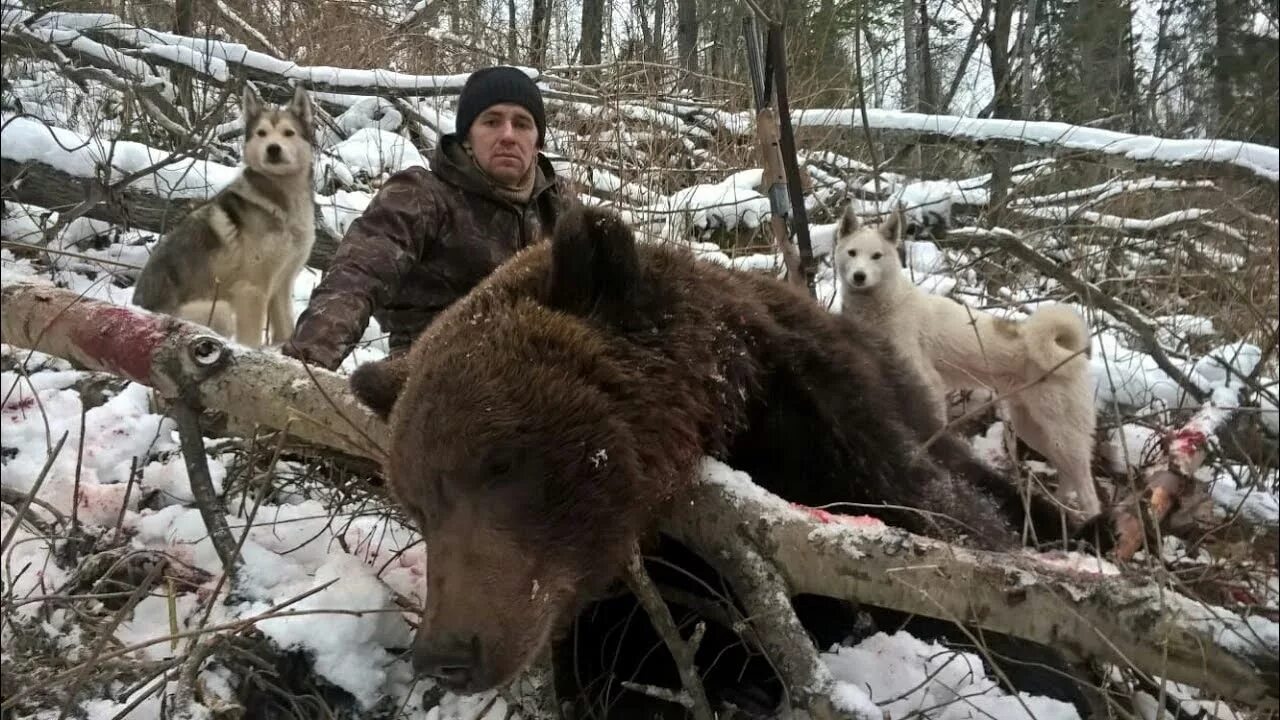 Охота на медведя с лайками в тайге Южного Урала. Охота на медведя в Сибири 2021. Охота на медведя с лайками в тайге в Сибири.