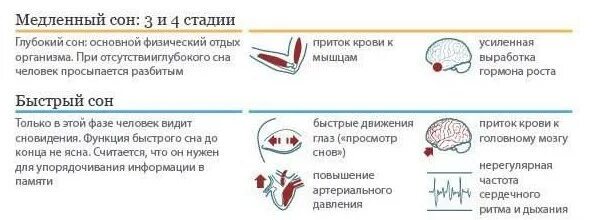 Почему человек дергается во время сна. Что происходит в организме во время сна. что происходит с организмом во сне. что происходит во время сновидения. что происходит с организмом человека во время сна.