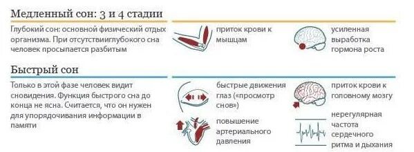 Почему при засыпании человек дергается. Организм во время сна. Что происходит во сне. Что происходит во время сна. Что происходит во время сновидения.