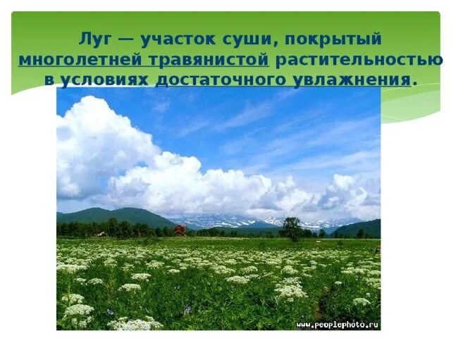 Луг природные условия. Экологические условия на луг. Растительный мир в Макеевке.