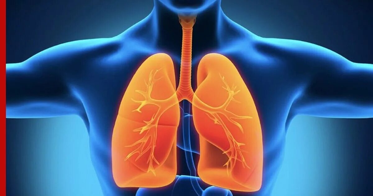 Дыхательная система человека. Дыхательная система чел. Дыхательная система че. Вода в легких у человека