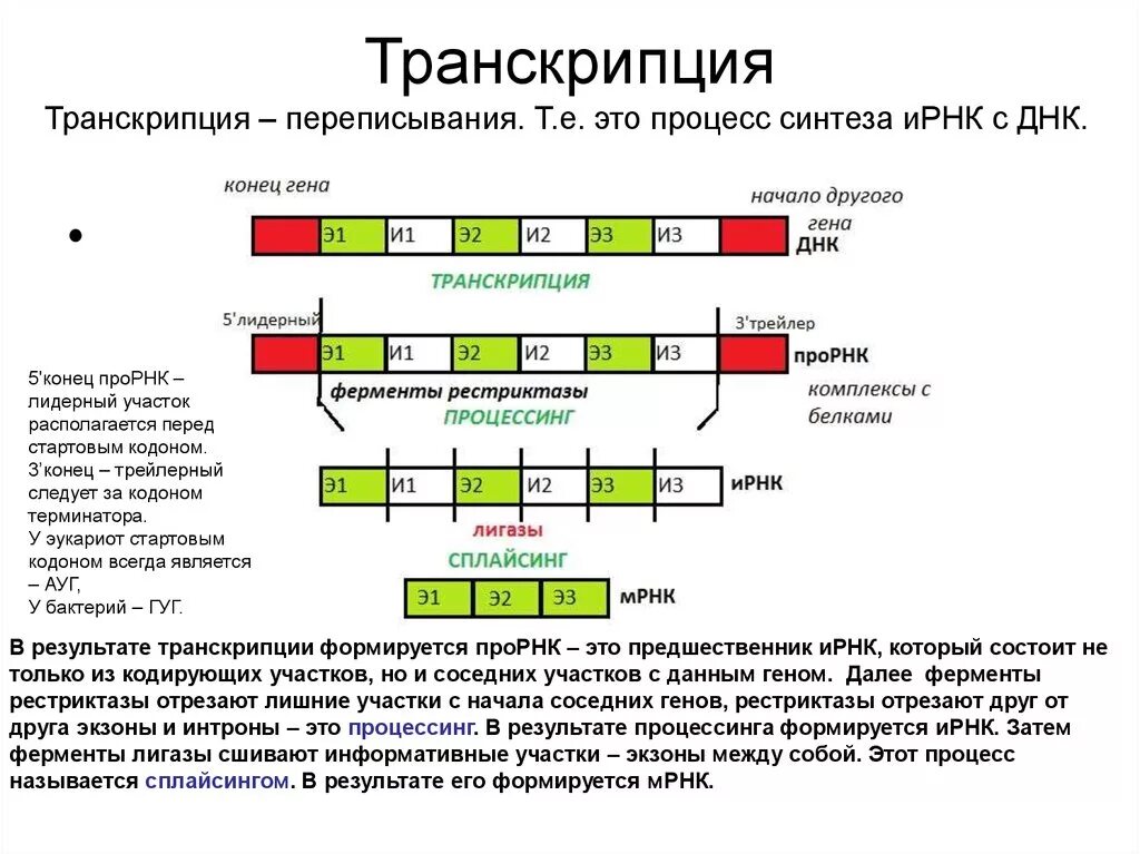 Установите последовательность этапов транскрипции присоединение. Схема процесса транскрипции. Схема процесса транскрипции эукариот. Процесс транскрипции ДНК результат. Структура ИРНК эукариот.
