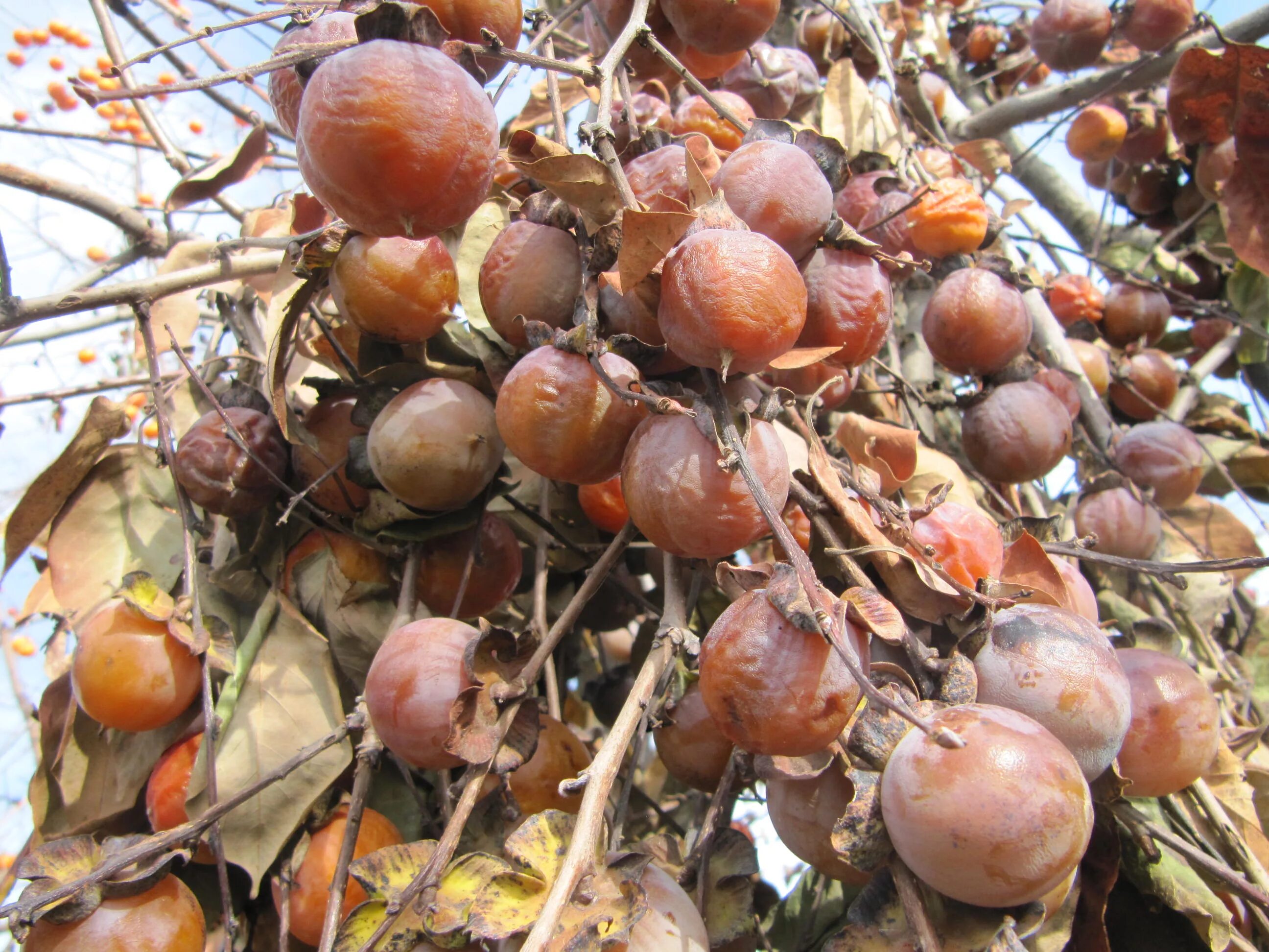 сорт груши маисян. шиповник осенью. хурма неспелая на дереве. груша зимняя белорусская поздняя. райские яблочки сорт яблок.