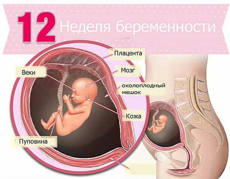 15 2 недели беременности. Как выглядит плод на 14 неделе беременности. 12 Недель беременности матка и плод. Эмбрион на 12 неделе беременности. Зародыш 12 недель беременности.