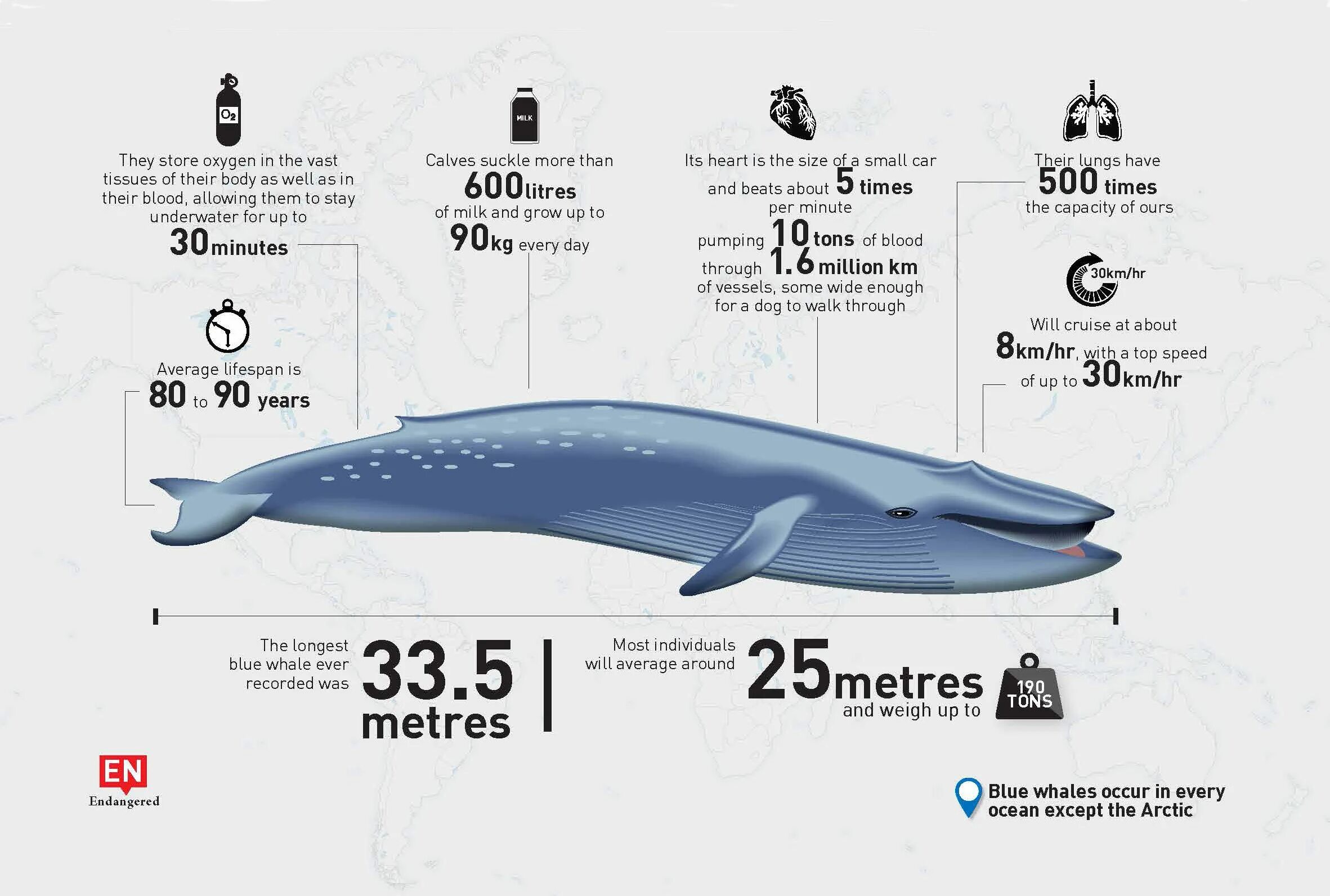 Синий размер. Синий кит Размеры. Какого размера синий кит. Размер кита высота. Синий кит энциклопедия.