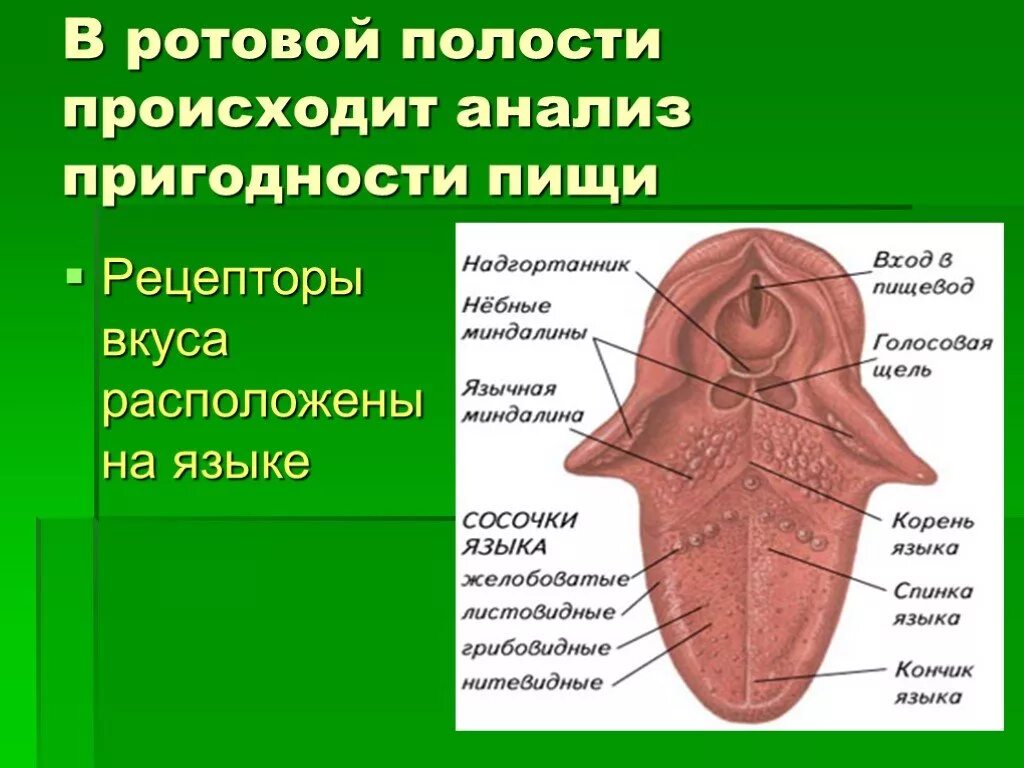 Вещество ротовой полости. Строение языка в ротовой полости. Вкусовые рецепторы ротовой полости. Органы пищеварительной системы ротовая полость. Роль языка в пищеварении в ротовой полости.