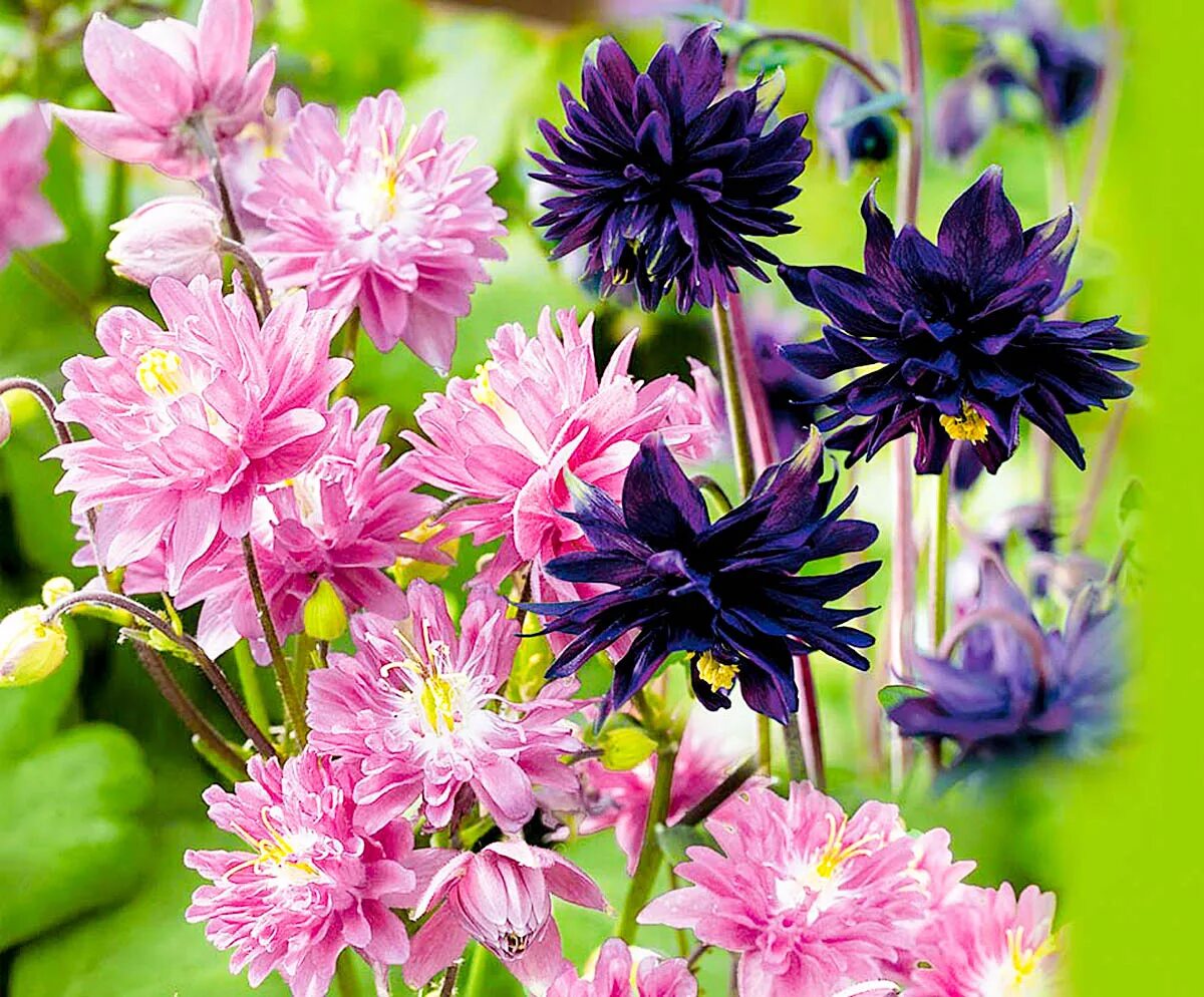 пеларгония королевская семена. мускари армянский валери финнис. растения наложенным платежом. почтовый цветок. ирис голландский луковичный микс.