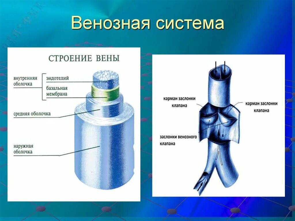 Строение вены рисунок. Строение вены человека клапаны. Строение вены анатомия. Строение клапана вены. Структура вены.